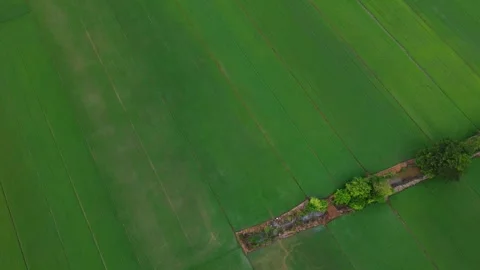 Top-down perspective of vast green young rice field in countryside Stock Footage 342924295