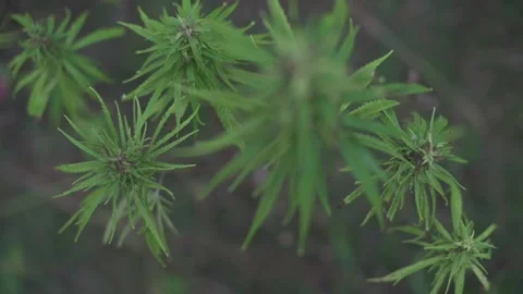 Top-down perspective of vibrant green cannabis plant leaves, showcasing their Video stock 293492809
