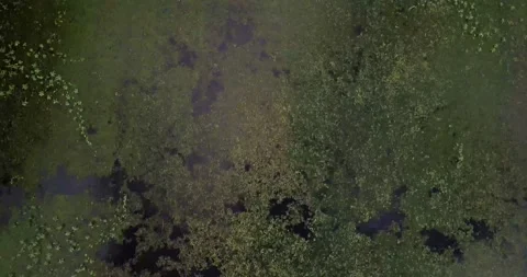 Top-down perspective of wetlands, trees and water at midday on an overcast day Stock Footage 162910512