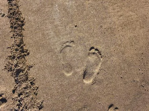 Top-down perspectives of human bare feet standing on wet sand and multiple fo Stock Photos