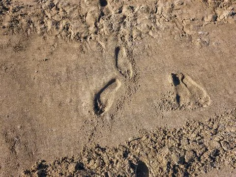 Top-down perspectives of human bare feet standing on wet sand and multiple fo Stock Photos