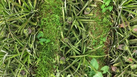 Top Down Pineapple Crop View Stock Footage 335543106