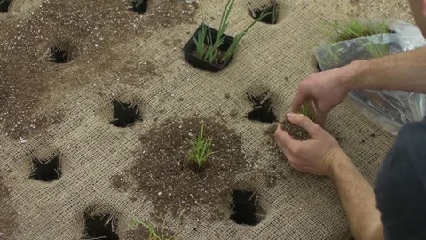 Top down planting seedlings Stock Footage