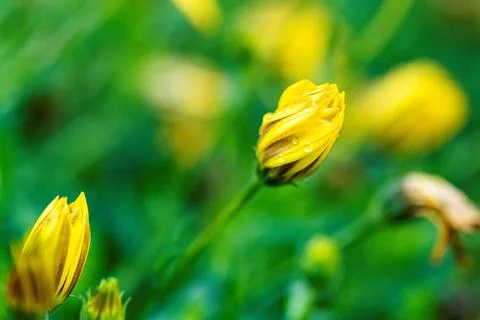 A top down portrait of a completely closed yellow spannish daisy flower. With Stock Photos