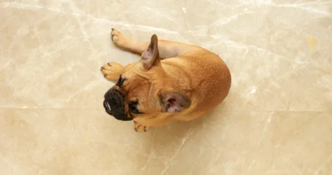 Top-down portrait of cute young puppy, dog look up to camera then tilt head Stock Footage 262471212