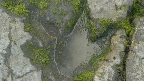 TOP DOWN: Puddle in fossilized dinosaur footprint on a sea rock on Isle of Skye Stock Footage 261894707