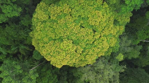 Top-Down Pull-Away of Flowering Rainforest Tree, near Taman Negara, Malaysia 動画素材 342780597