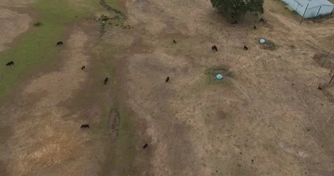 Top down pull back flight viewing of cattle and a pond in drought conditions. Stock Footage 335673448
