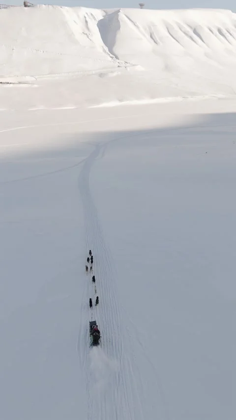 Top Down Push Forward Overtaking Sled Dog Team Following Winding Snow Trail Stock Footage 345329262