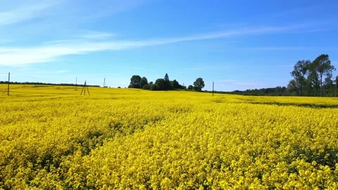 Top down rapeseed field countryside from drone Stock Footage 219476687