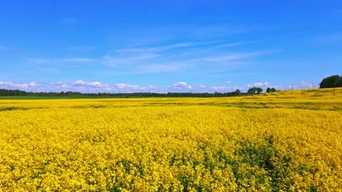 Top down rapeseed field countryside from drone Stock Footage 219478454