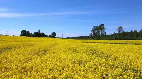 Top down rapeseed field countryside from drone Stock Footage 219479525