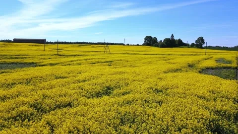 Top down rapeseed field countryside from drone Stock Footage 219486044