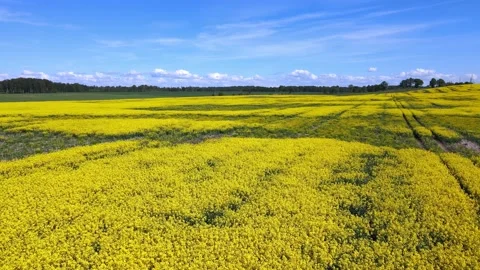 Top down rapeseed field countryside from drone Stock Footage 219486649