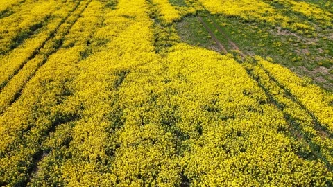 Top down rapeseed field countryside from drone Stock Footage 219488800