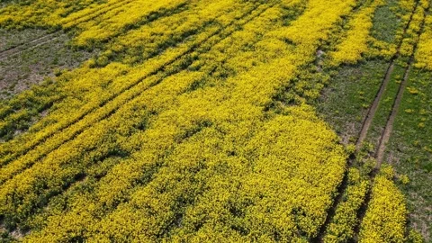 Top down rapeseed field countryside from drone Stock Footage 219489182