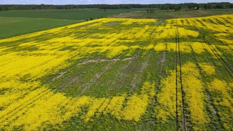 Top down rapeseed field countryside from drone Stock Footage 219490935