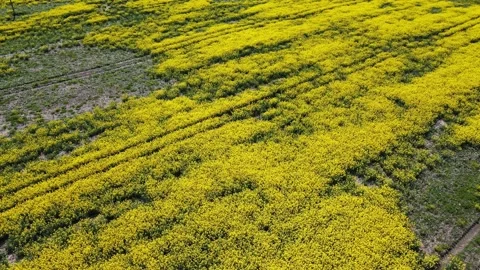 Top down rapeseed field countryside from drone Stock Footage 219491919