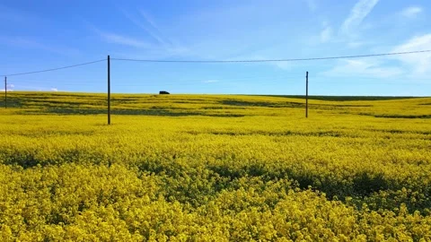 Top down rapeseed field countryside from drone Stock Footage 219502171