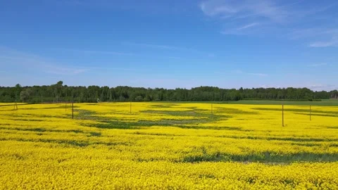Top down rapeseed field countryside from drone Stock Footage 219503630
