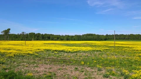 Top down rapeseed field countryside from drone Stock Footage 219504590