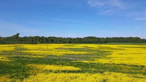 Top down rapeseed field countryside from drone Stock Footage 219504784