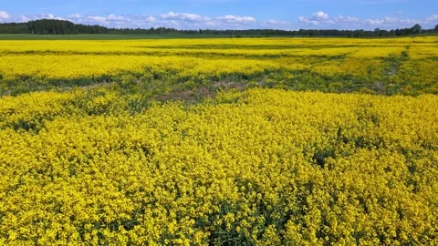 Top down rapeseed field countryside from drone Stock Footage 219509641