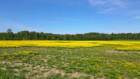 Top down rapeseed field countryside from drone Stock Footage 219510337