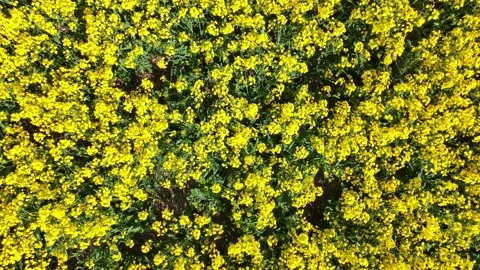 Top down rapeseed field countryside from drone Stock Footage 219511420