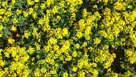 Top down rapeseed field countryside from drone Stock Footage 219512262