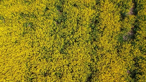Top down rapeseed field countryside from drone Stock Footage 219513372