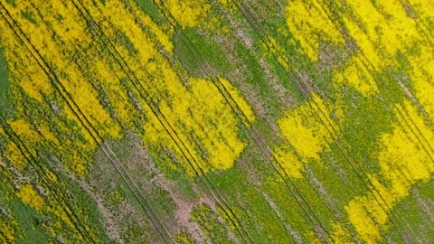 Top down rapeseed field countryside from drone Stock Footage 219514769