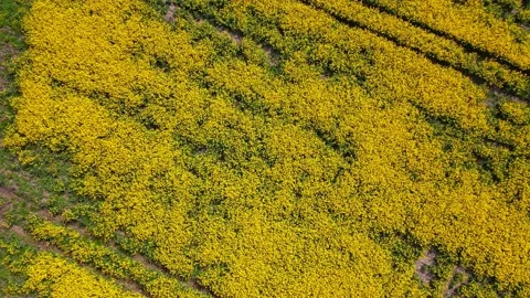 Top down rapeseed field countryside from drone Stock Footage 219515650