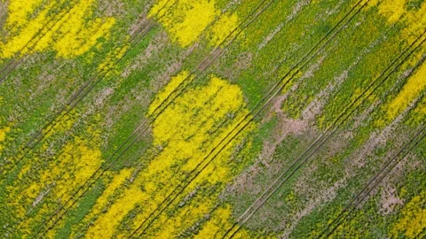 Top down rapeseed field countryside from drone Stock Footage 219515968