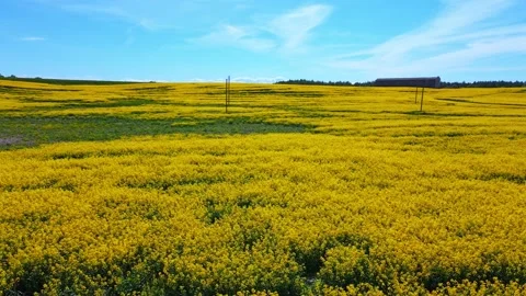 Top down rapeseed field countryside from drone Stock Footage 219516946
