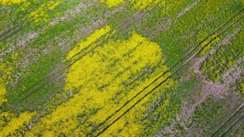 Top down rapeseed field countryside from drone Stock Footage 219517078