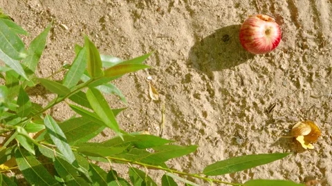 Top-down red and yellow striped apple on sandy ground with green leaves framed b Stock Footage 345402010