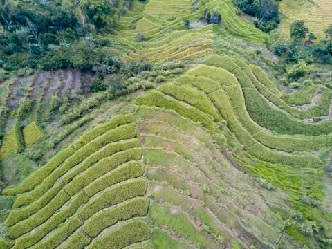 Top down of Rice Fields Stock Photos