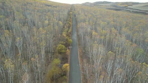 Top Down Road Cutting Through Autumn Forest in Inner Mongolia, China Stock Footage 344035745
