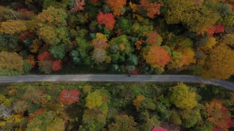 Top down road during fall Video stock 260400598
