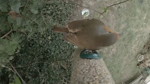 Top Down Robin Seed Feeder Stock Footage 232812562