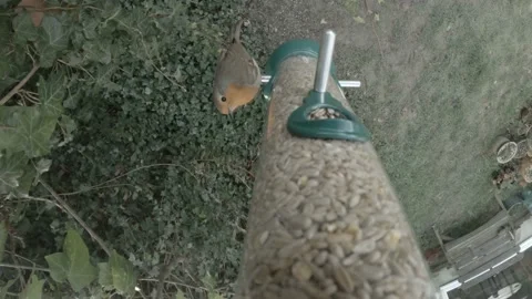 Top Down Robin Seed Feeder #2 Stock Footage 232812599
