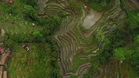 Top Down Rotating Aerial Tegallalang Rice Bali Stockbeeldmateriaal 345699229