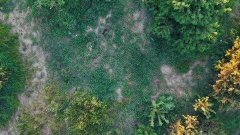 Top-Down Rotating Aerial View of Patchy Grass Field with Sparse Greenery Stock Footage 309769617