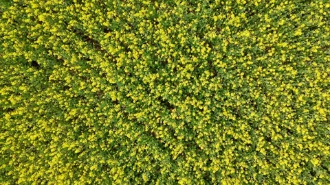Top Down Rotating Drone View of Canola Fields Japan Scenic Spring Motion Stock Footage 336719795