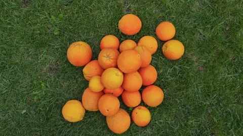Top down rotating shot of fresh oranges on green grass 스톡 동영상 330791439