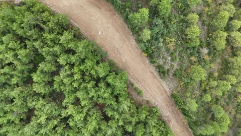 Top down rotation and turning view to dirt road covered by pine tree forest. Stock Footage 289580201