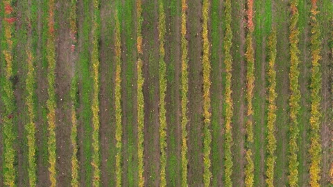 Top-Down S-Curve Road Through Chinon Vines Vídeos de archivo 320172408