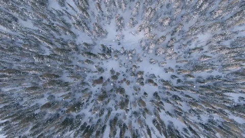 TOP DOWN: Scenic drone view of snowy pine and spruce tree treetops in Whistler. Stock Footage 119334537