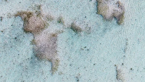 Top Down Shallow Coral Reef Turquoise water ripples Aerial Drone View Stock Footage 346799433